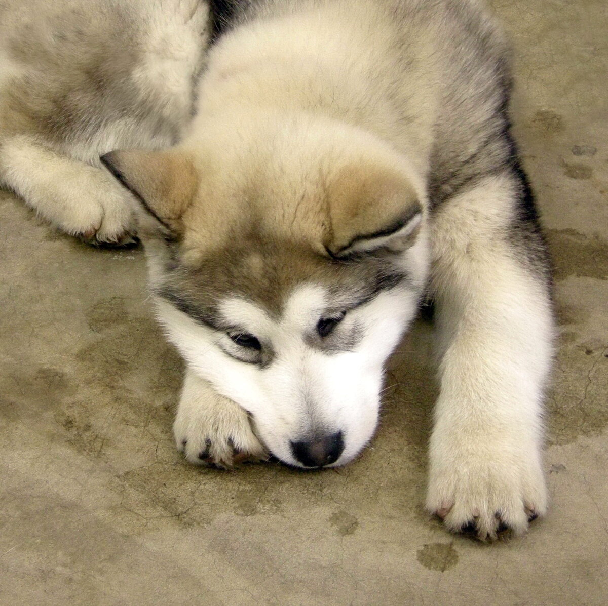 Щенок хаски. Фото из личного архива