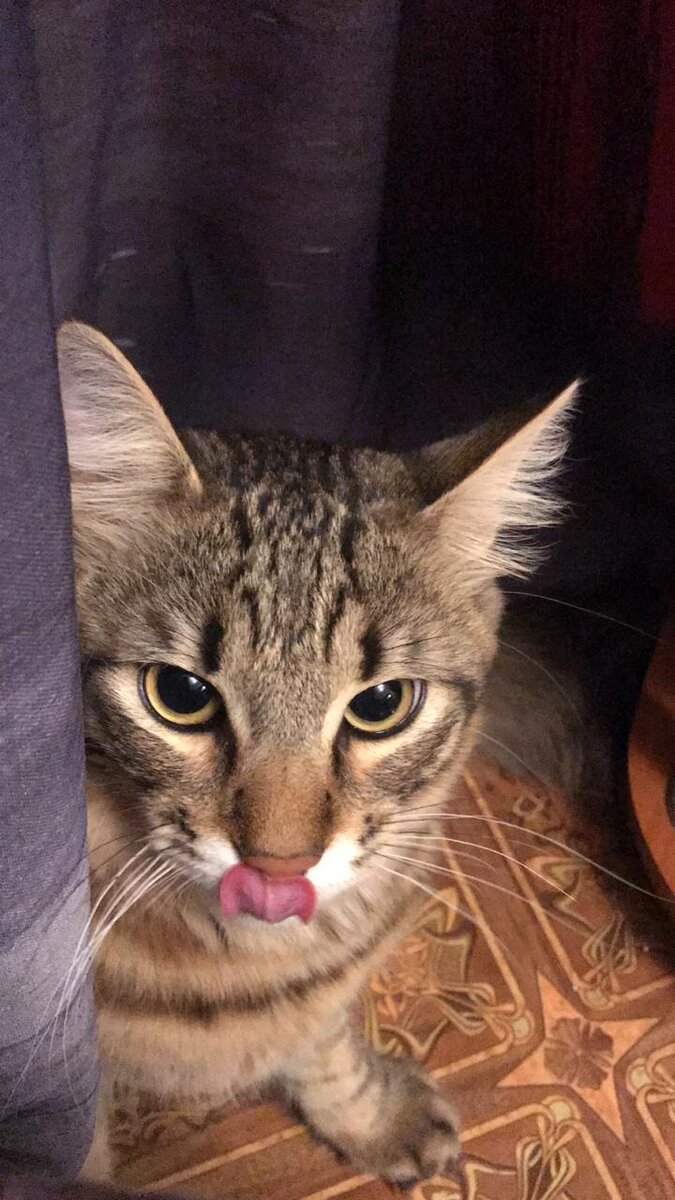 Наш маленький котенок