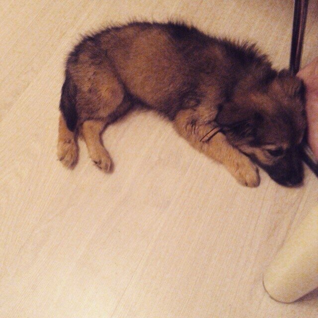 Маленький Бибрас