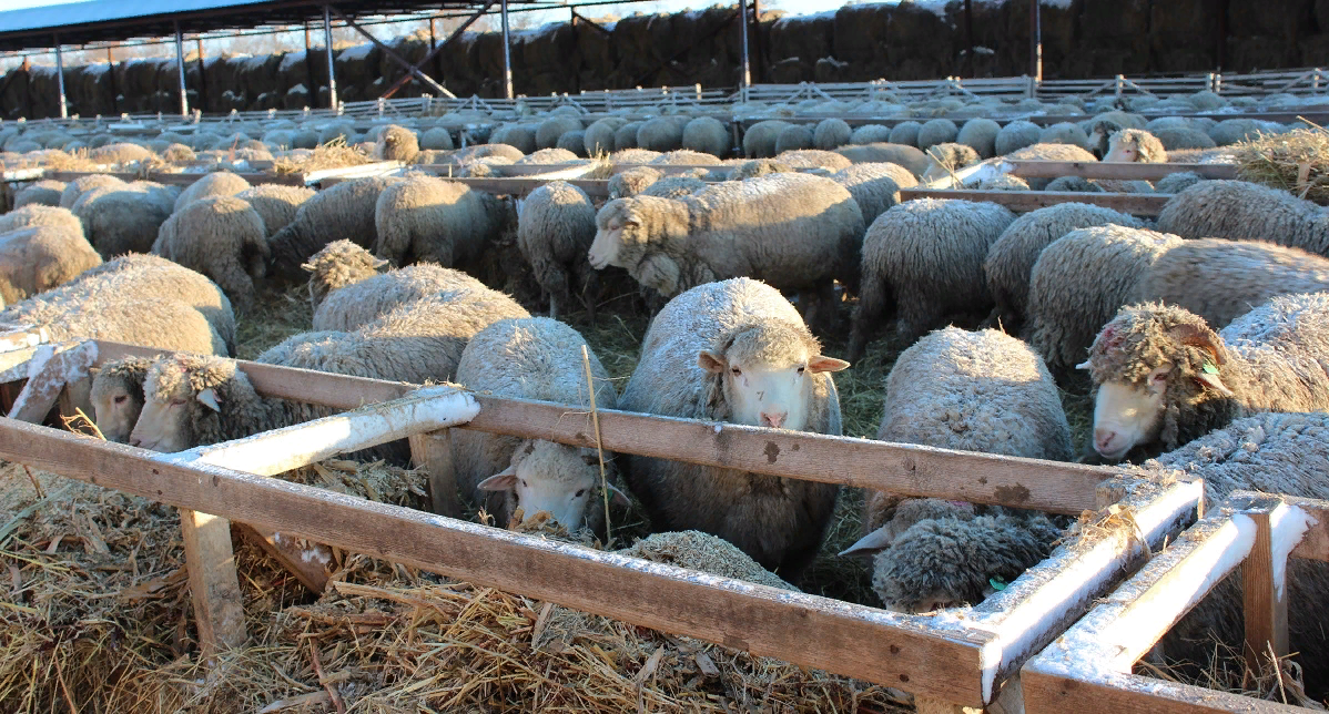 сальская порода овец