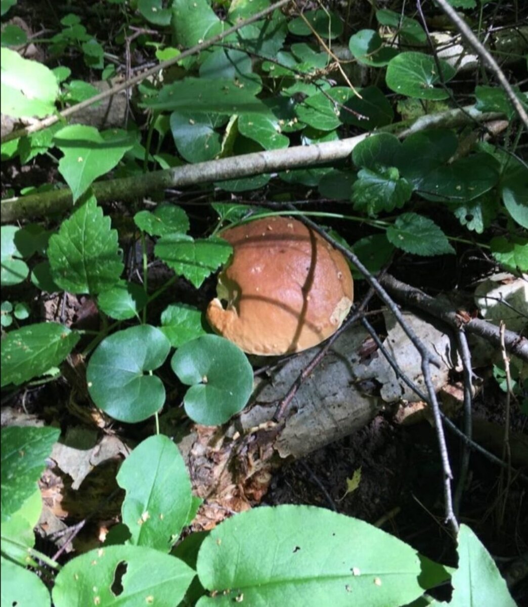    лето 2020 г.     фото автора.