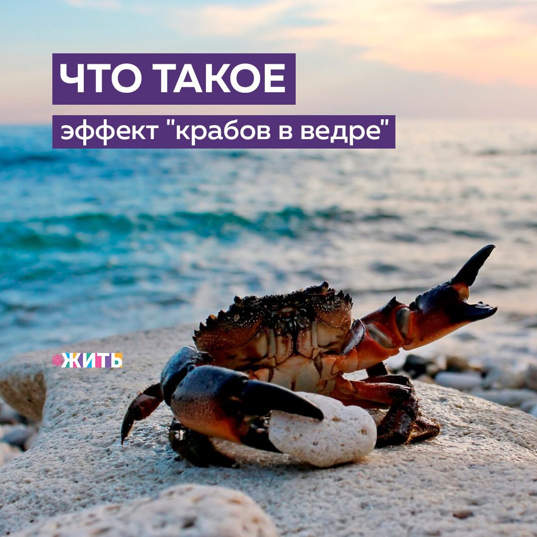Представьте ведро с крабами. Один из них амбициозный уже почти у края и готов изменить свою жизнь, но нет, товарищ тащит его назад. Ведь правило гласит: если попал в ведро — не давай из него выбраться ближнему своему✋ 
В человеческой жизни эффект крабов в ведре возникает, когда близкие люди не поддерживают Вас в ваших целях. Они кажутся им ненужными или недостижимыми. В общем, чтобы Вы не запланировали, Вас отговаривают.

Эффект крабов, конечно, включается не из вредности. Это проделки бессознательного. А механизм такой: если я не предпринимаю ни каких попыток выбраться из своего «ведра», то мне будет спокойнее, если все «жители ведра» будут оставаться на месте.

Такие люди нас тормозят, заставляют сомневаться в себе и своих возможностях. Зная об этом эффекте, старайтесь отфильтровывать поведение своих близких и двигайтесь к своим целям.

Слышали ли Вы о данном эффекте?

#жить #проектжить