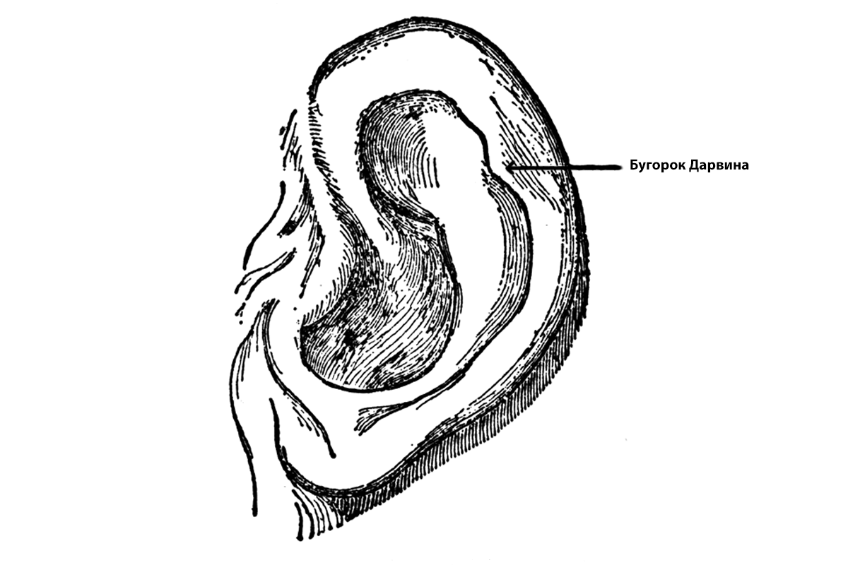 How to Do the Coin From Behind the Ear Trick Piercing, Piercing nariz, Cicatrice
