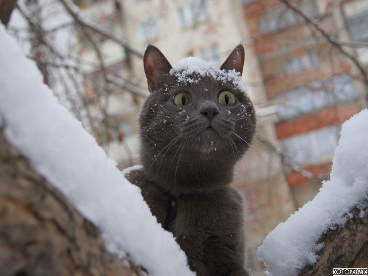 "Человек, помогай весне - ешь снег! Желтый снег - не ешь!" Смешные котики