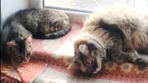 Туся и Яся в студии. Юлагодарю за фото Ольгу РОЩИНУ)