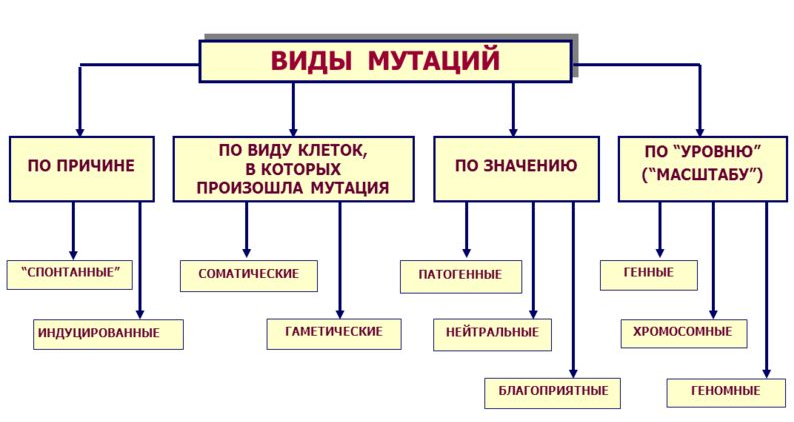 Классификация мутаций по локализации в клетке. Схема уровень возникновения мутаций. Виды мутаций вирусов схема. Гаметические мутации примеры.