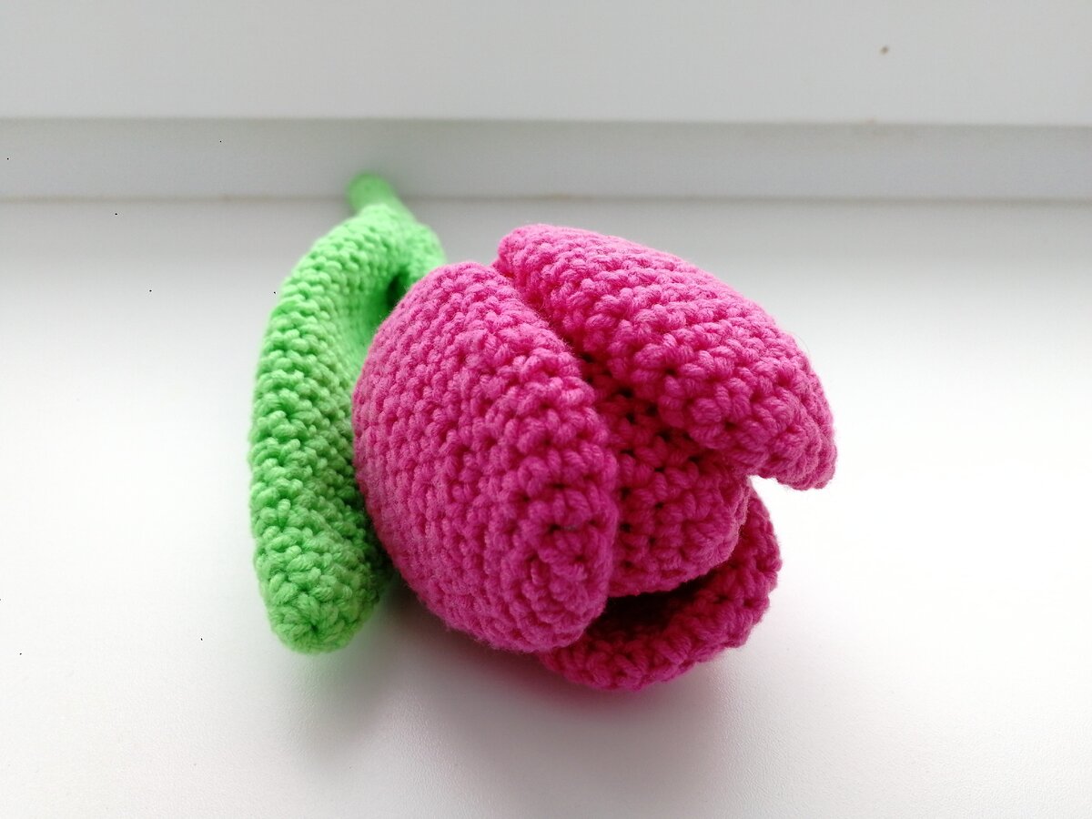 Мой тюльпан