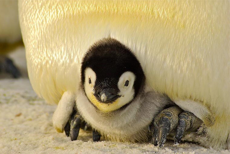 Детёныш пингвина прячется под своего сидящего родителя, чтобы согреться