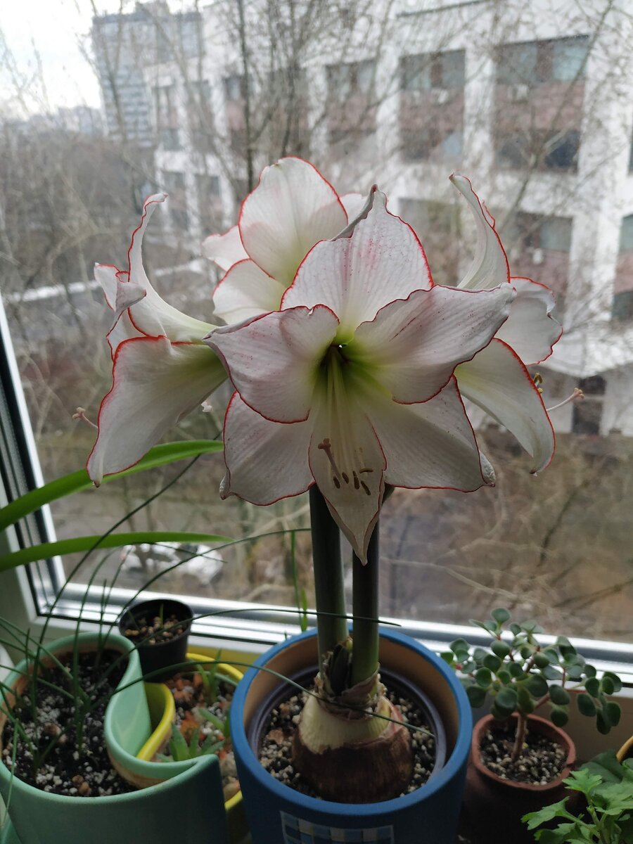 Бутоны на одной стрелке полностью распустились. И видно, что вторая стрелка уже готова к цветению. Фото сделано весной 2020 г.