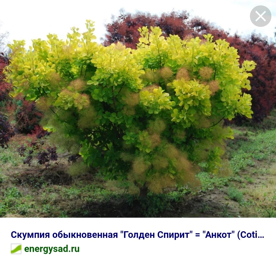 Самые красивые декоративные кусты - что уже растет, и что ищу ...