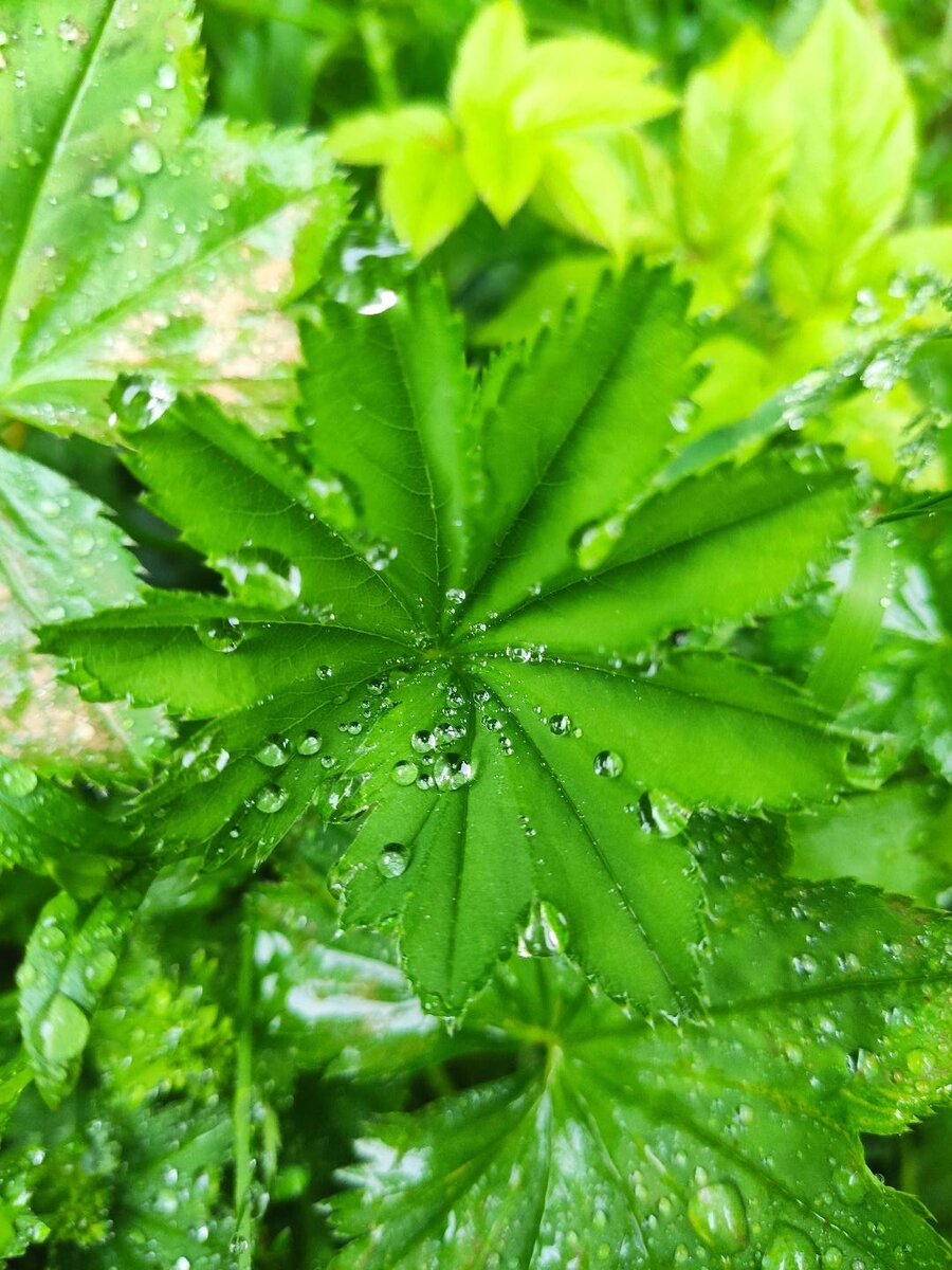 Сочная зелень