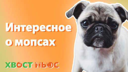 Что скрывают мопсы?