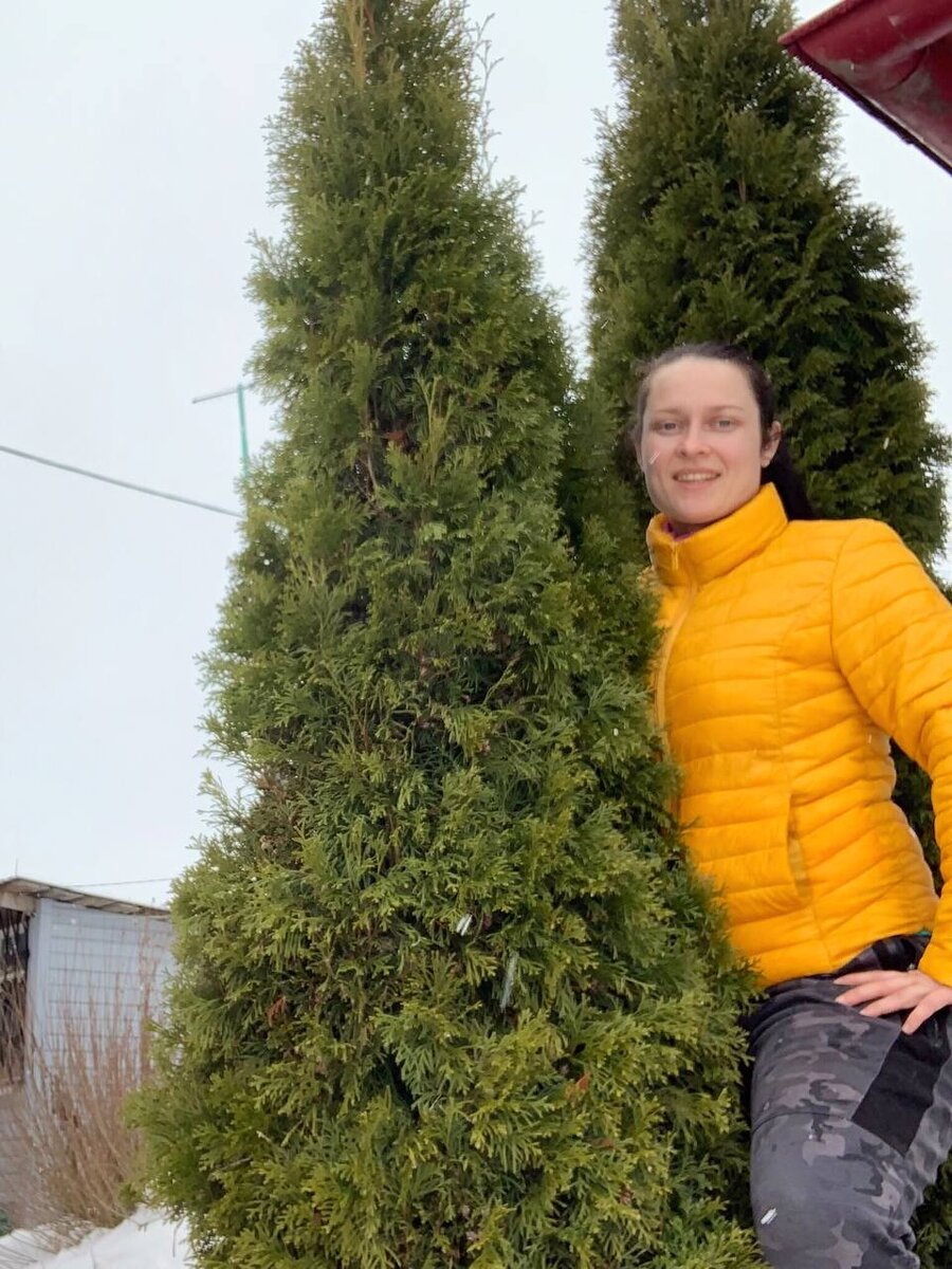 Вот таких красавиц вырастила из черенка сама