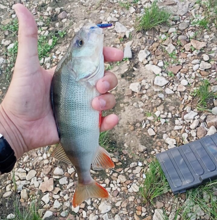 Окунь пойман на Akkoi Pulse