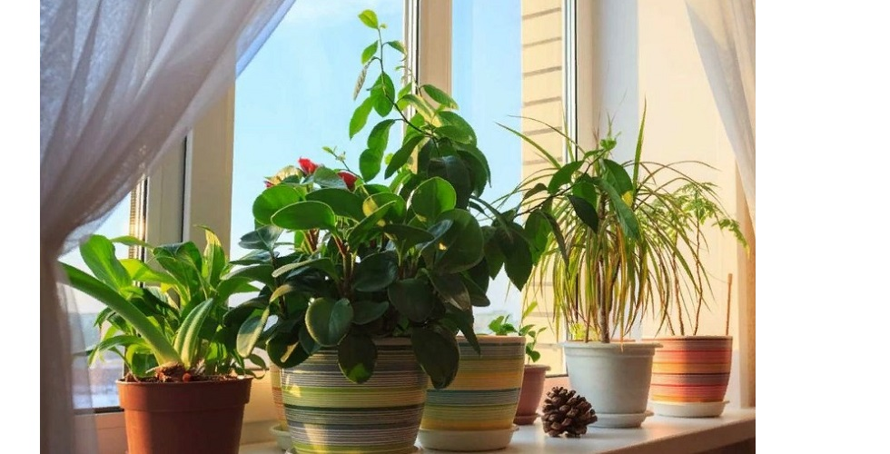 Почему не растут комнатные растения?