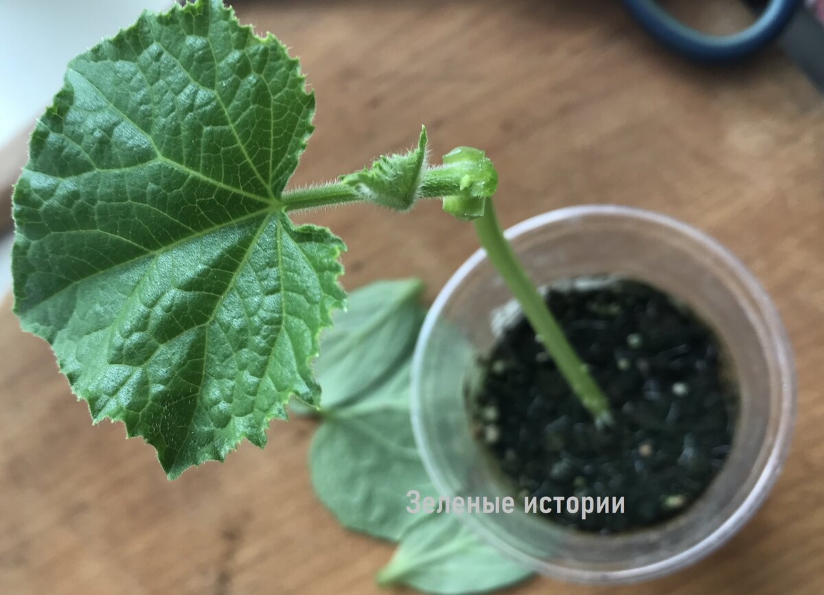 И рассаду поражают тоже