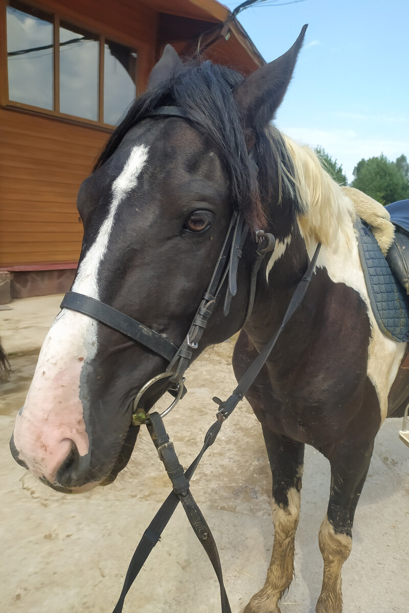 Моя лошадка