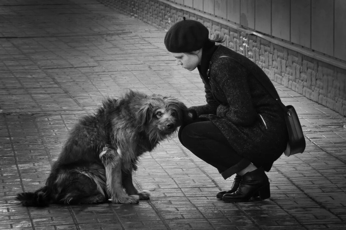 Бездомное животное и человек