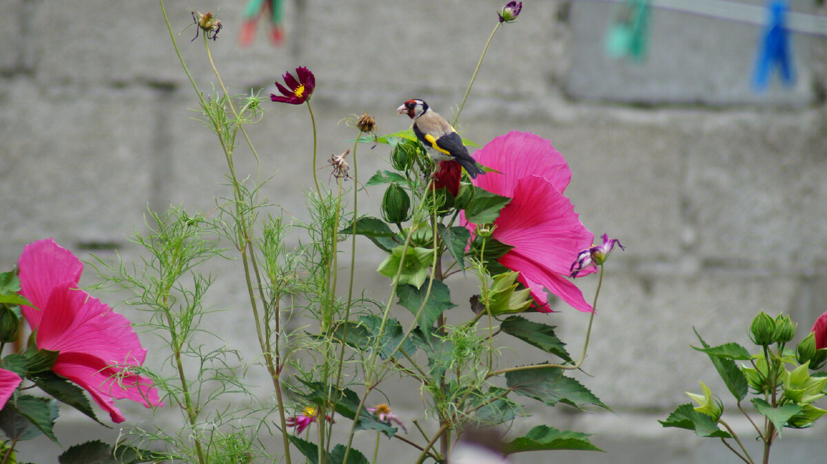 Щегол, Фото автора