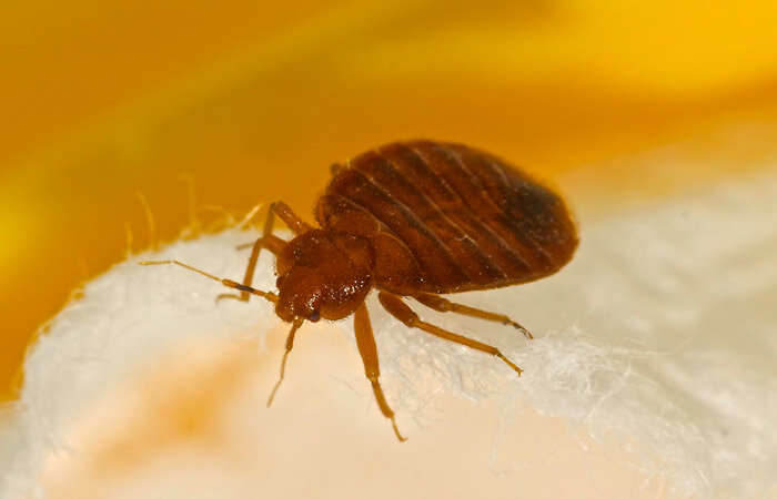 10 видов укусов насекомых, которые важно уметь различать | Санитарная ...