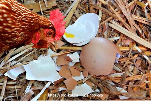 Как отучить кур клевать яйца. Как отучить курицу клевать яйца. Как курицу отучить от огорода. Как отучить курицу портить гнёзда. Как отучить курицу ворошить гнёзда.