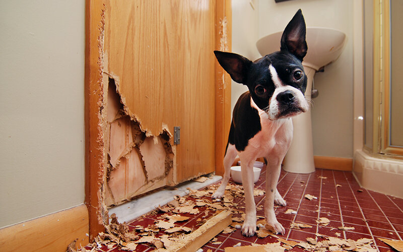 В запущенных случаях картину дополняют такие неприятные вещи, как разлизывание частей тела и уничтожение предметов домашнего обихода. Helioscribe/iStock