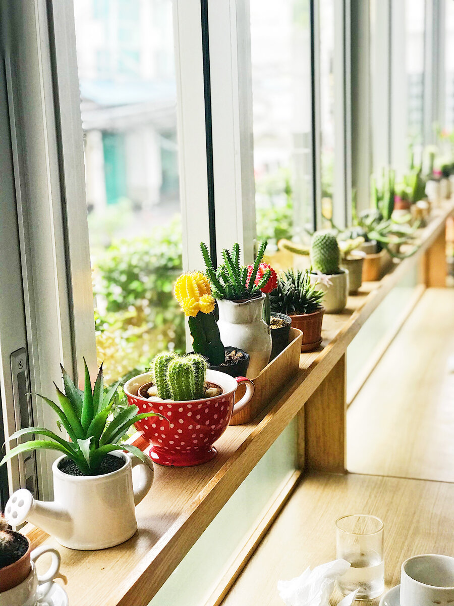 Суккуленты редко страдают от таких вредителей. Фото автора Rovelyn Camato: Pexels