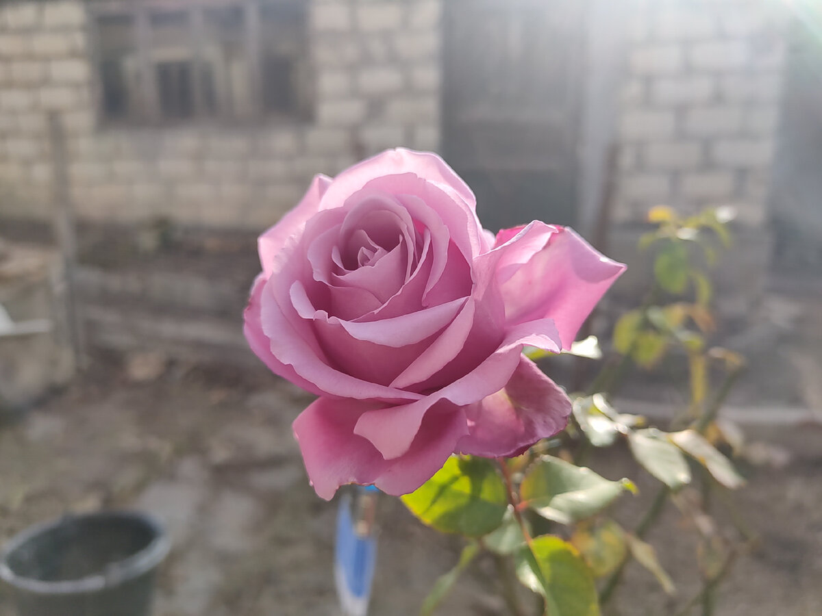 Порадовала роза сорта Blue Parfum. А цвела она нынче и в июле, и в августе, и в октябре
