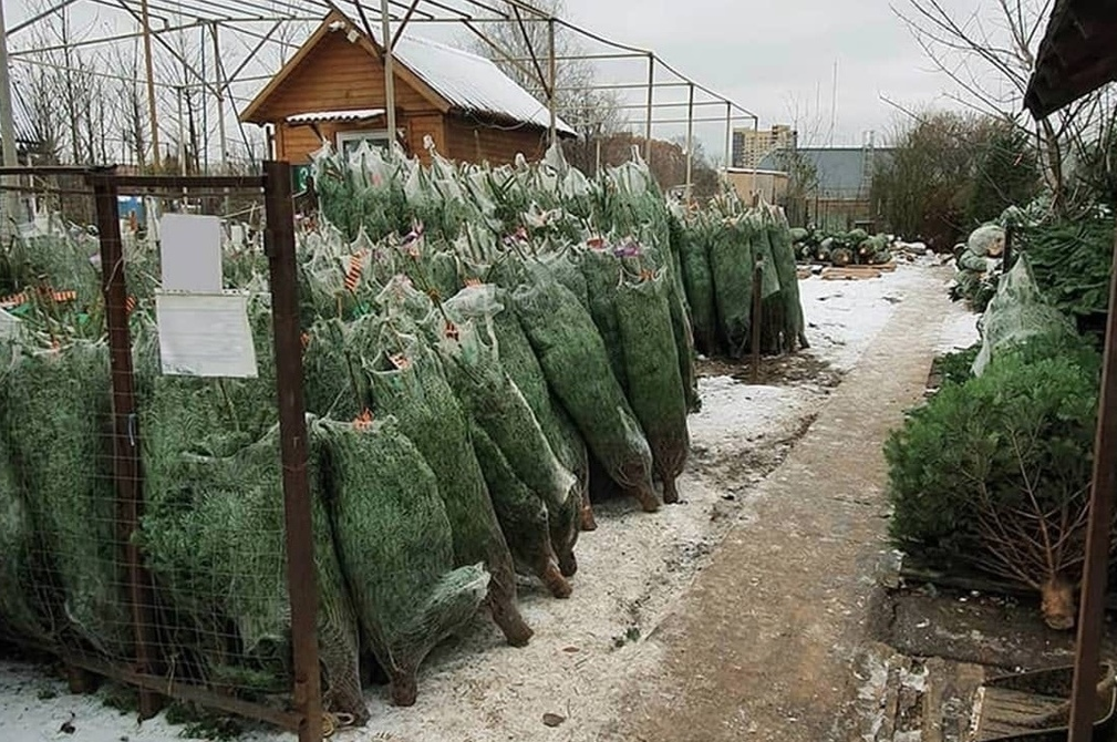 Ели в сетках.