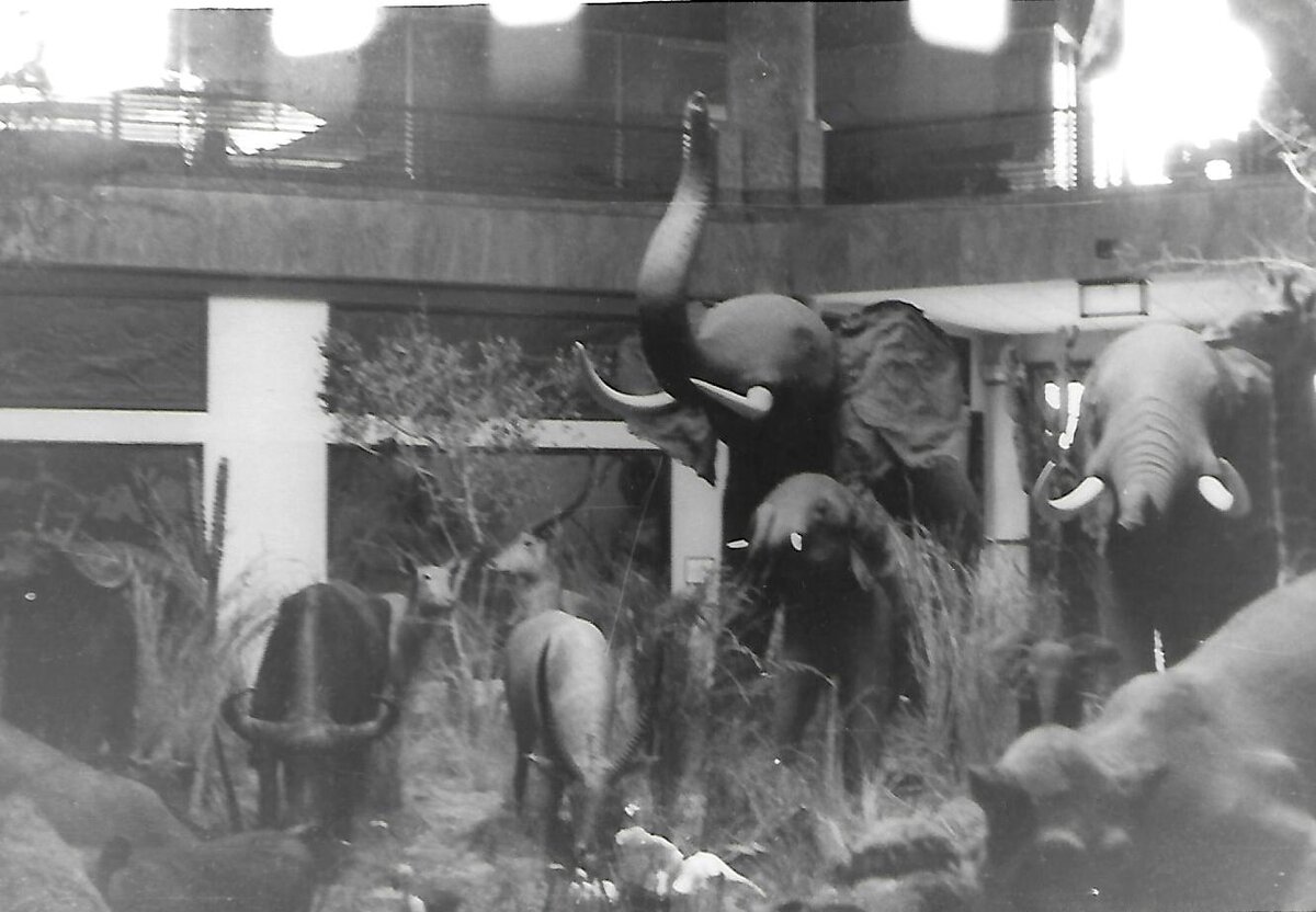 Фото автора. Мапуту / Лоренсу-Маркиш. Национальный музей.