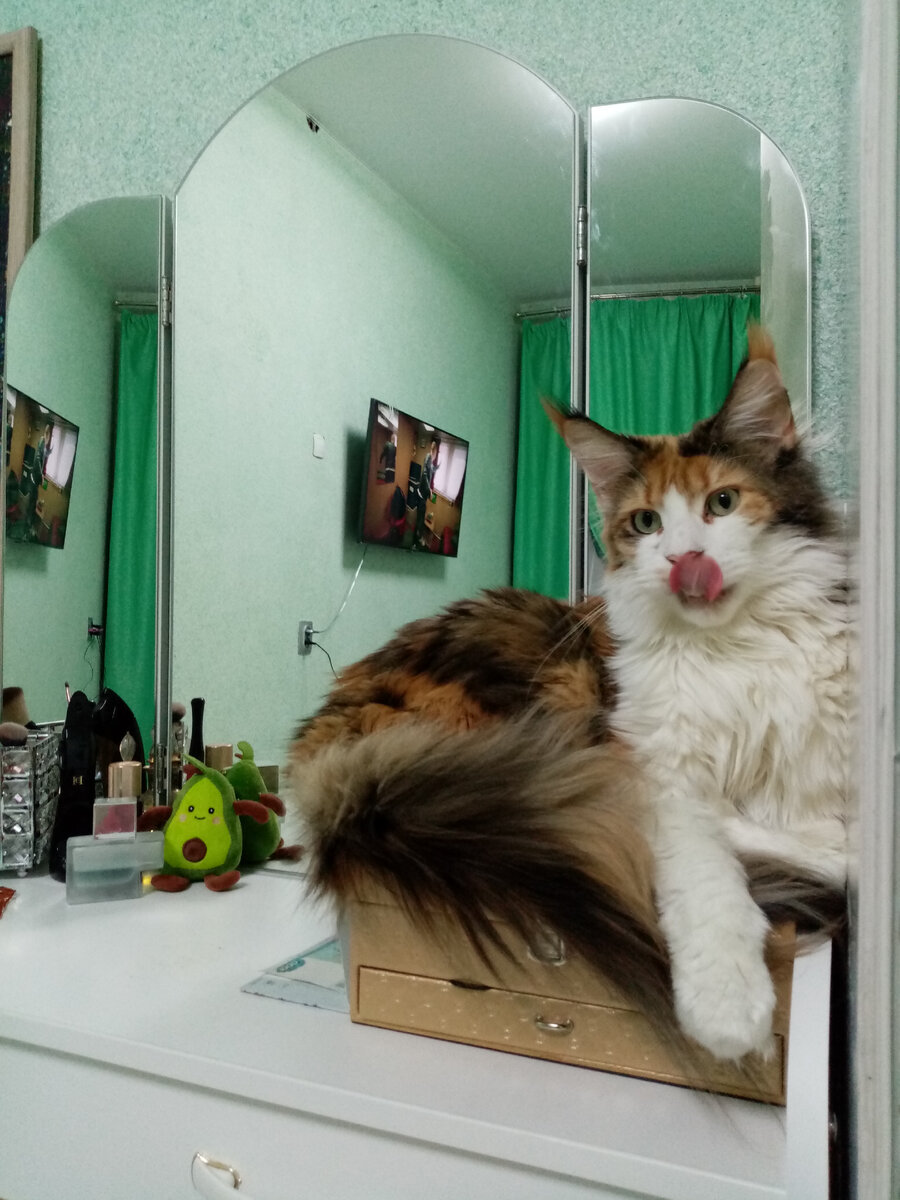 Для оформления карточки. Корм нужен был вот этой даме, которая язык показывает.