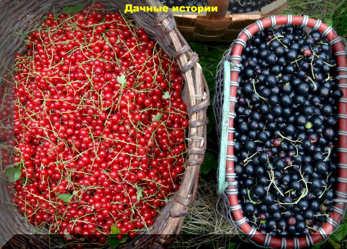 https://vk.com/photo-159774511_457251846
