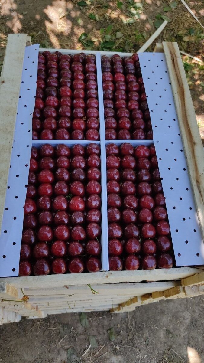 2021 году цены упали до 100 руб/кг. 2020 году Я продал 220 иуб/кг.