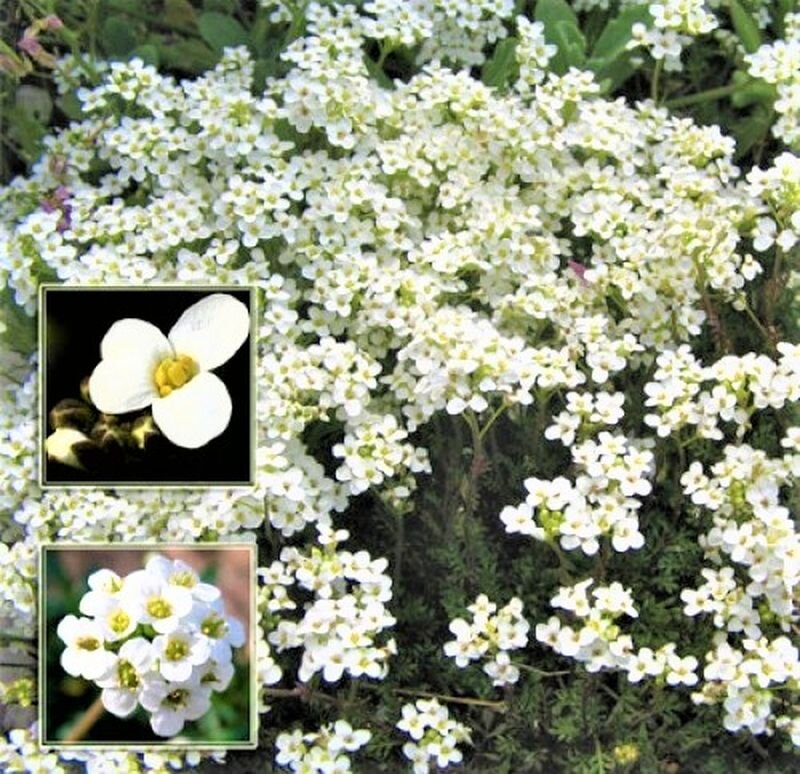  Цветы гутчинзии.