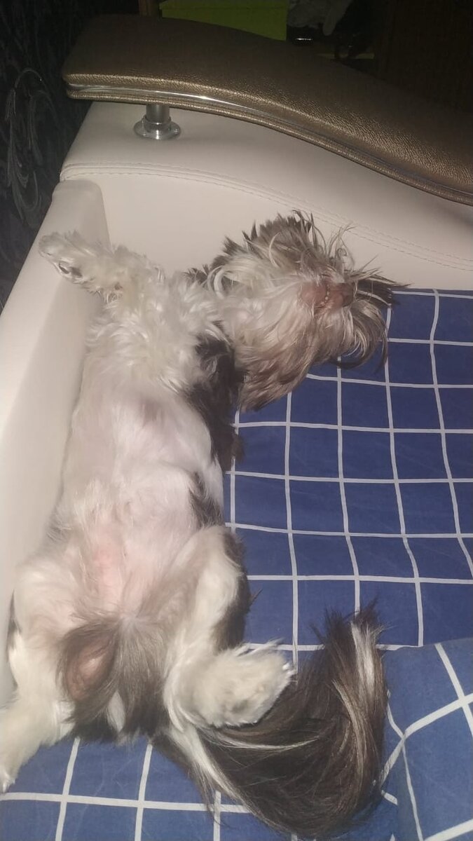 Сон счастливого пёселя