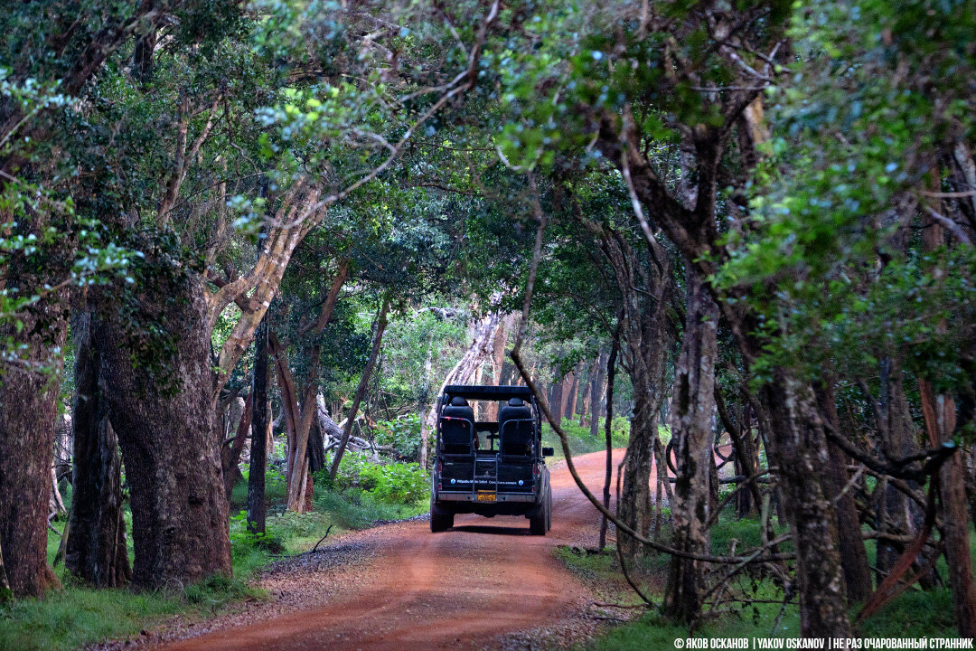 Вот так выглядит Вилпатту и транспорт, на котором возят