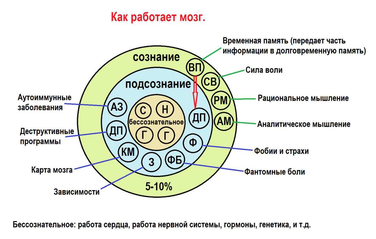 Как работает мозг.