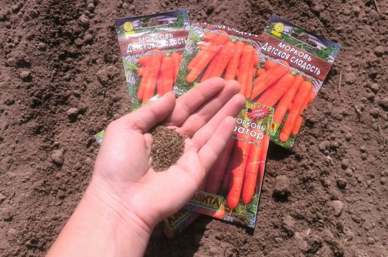 Посев моркови на рыхлой и плодородной почве.