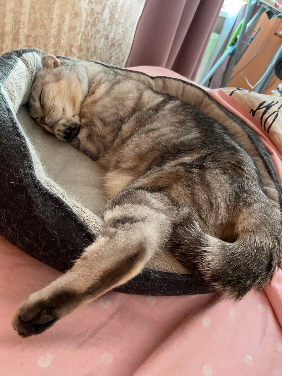 Это мой котик Космос) и у него нет проблем со сном)