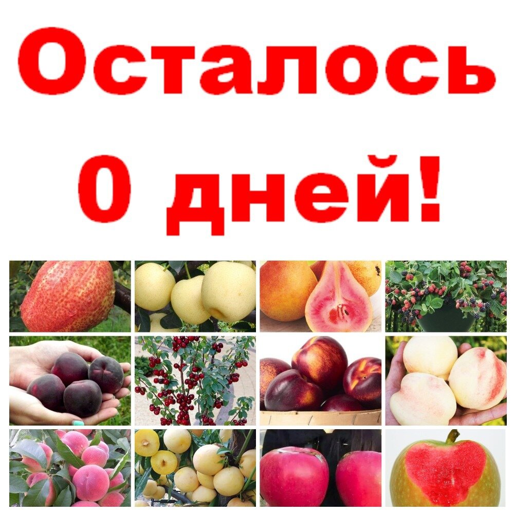 👉🏻Описание сортов и цены на нашем сайте: http://d-collection-shop.ru/product-category/sazhency-plodovykh-s-otkrytoy-kornevoy/ 


📌Интернет-магазин "Дачная коллекция": http://d-collection-shop.ru
📌E-mail: d.collection2012@yandex.ru
📌VK: https://vk.com/d_collection
📌Телефоны: 8-937-181-77-99 , 8 (927) 765 57 97 (интернет-магазин)
📌YouTube: https://www.youtube.com/channel/UCAT_6ka04a4a4r45wUJq..
📌Телеграм https://t.me/+swZWDvOjFOg3YmY6
📌Яндекс Дзен https://zen.yandex.ru/id/622b9ebd955a105b44ad9bc9
📌Rutube https://rutube.ru/channel/24294984/