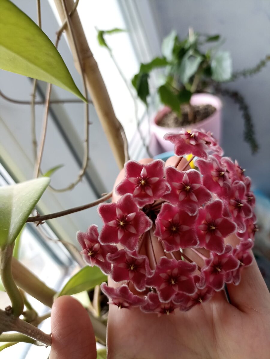 Хойя Pubicalyx silver pink