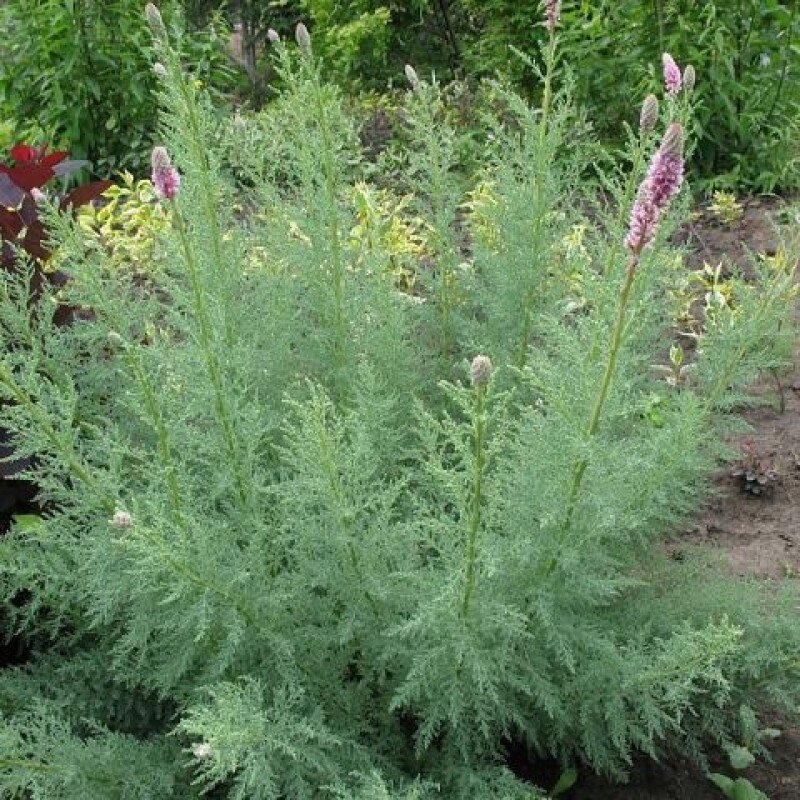 Мирикария лисохвостниковая