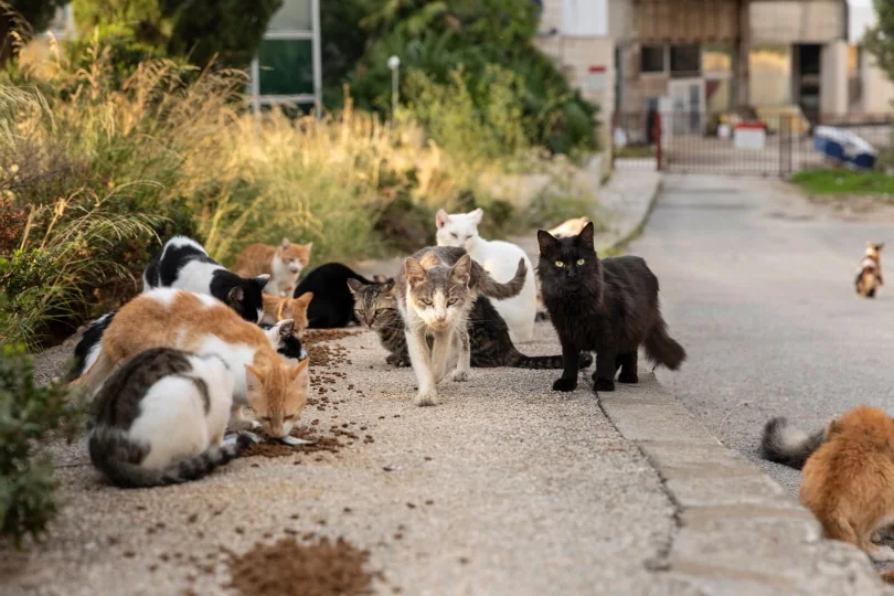 Как называется группа кошек? | КотоВедение | Дзен