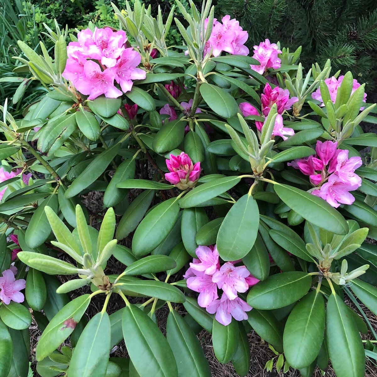 Фото цветения прошлого года
