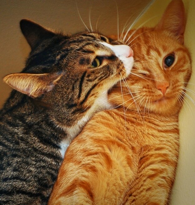 Если кого-то любишь - делай кусь! 