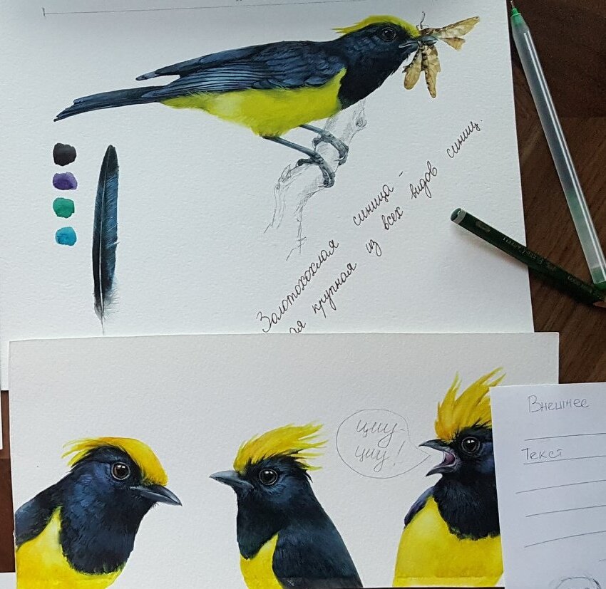 Иллюстратор и график Таша  Габеева работает над книгой о синицах