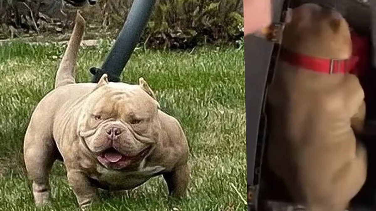 Американский Булли Тимон