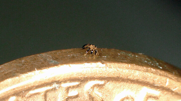 Микрокрабы - баловство студентов. Именно они придумали придать устройствам такую форму. Смотрите следующую картинку в карусели. Фото Han et al., doi: 10.1126/scirobotics.abn0602.