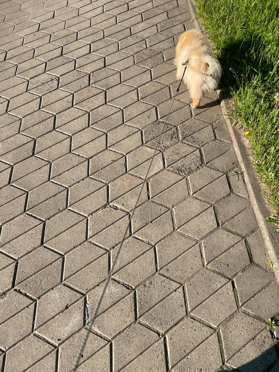 Люблю прогулки и другие мои привычки 