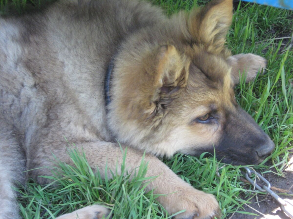 Сама серьезность. Фото автора